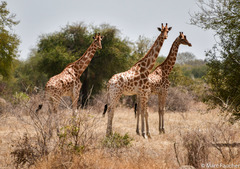 Giraffa camelopardalis antiquorum