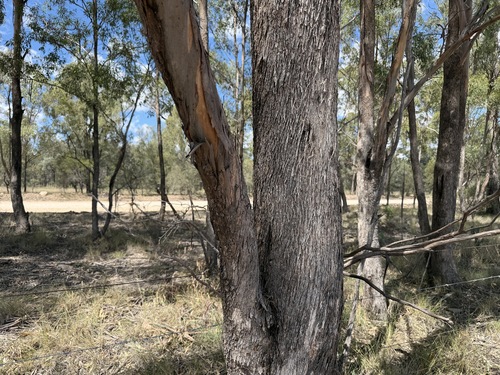 Eucalyptus woollsiana, 2026-04-03