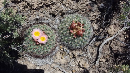 Pediocactus simpsonii