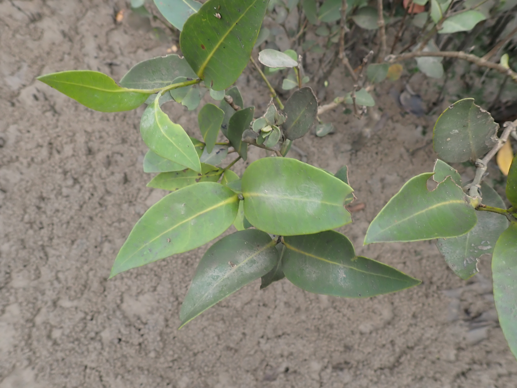 Grey Mangrove (Avicennia marina)