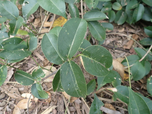 Common Derris