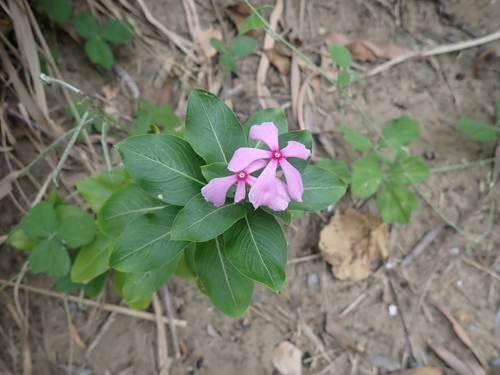 Madagascar Periwinkle