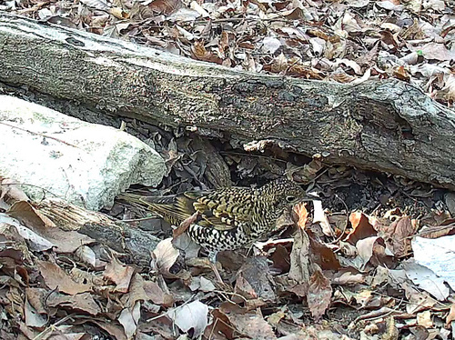 White's Thrush (Zoothera aurea), photo 4
