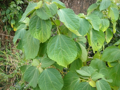 Chinese Bur