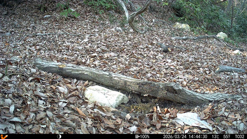 White's Thrush (Zoothera aurea), photo 5