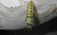 Aglais urticae