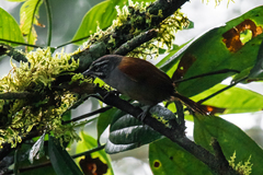 Pheugopedius mystacalis