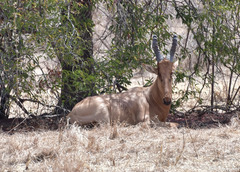 Alcelaphus buselaphus lelwel