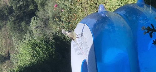 iNaturalist: (c) Mrs Stokes, some rights reserved (CC BY-NC), uploaded by Mrs Stokes iNaturalist image