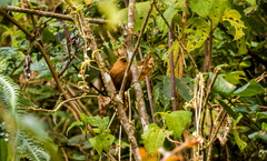 Cinnycerthia unirufa