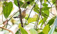 Ramphocaenus melanurus