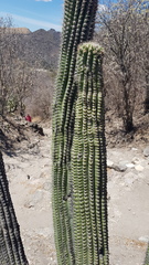 Stenocereus treleasei