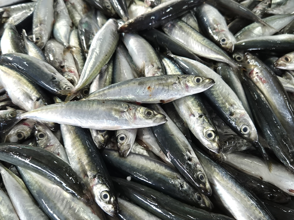 Slanke makreelhorsmakreel (Decapterus macrosoma) — Carangidae
