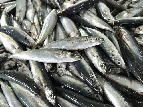 Cherootfish (Decapterus macrosoma) — Carangidae