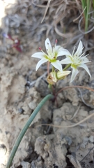 Allium nevadense