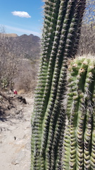 Stenocereus treleasei