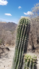 Stenocereus treleasei