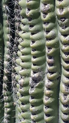 Stenocereus treleasei