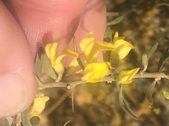 Aspalathus spinosa spinosa