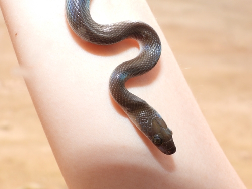 Brown House Snake