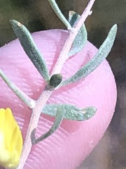 Aspalathus spinosa spinosa