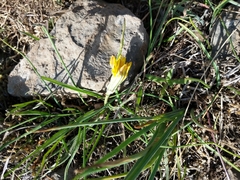 Nothocalais troximoides