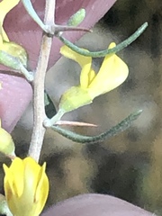 Aspalathus spinosa spinosa