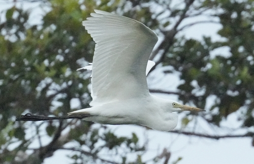 iNaturalist: (c) Dixon Lau, some rights reserved (CC BY-NC), uploaded by Dixon Lau iNaturalist image