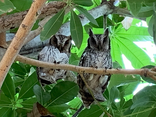 Tropical Screech-Owl