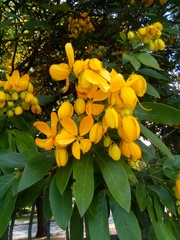 Senna macranthera