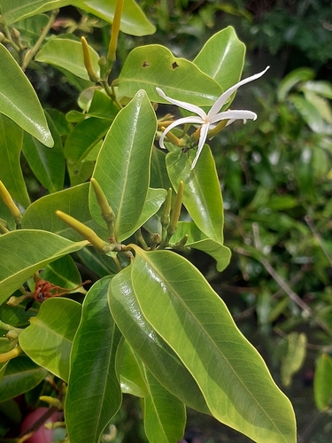 Landolphia myrtifolia, 2026-04-03
