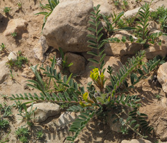 Astragalus caprinus