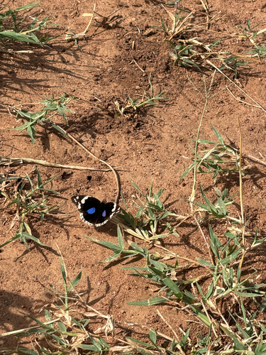 Blue-spot Pansy