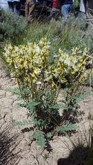 Astragalus eremiticus