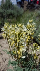 Astragalus eremiticus