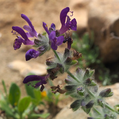 Salvia lanigera