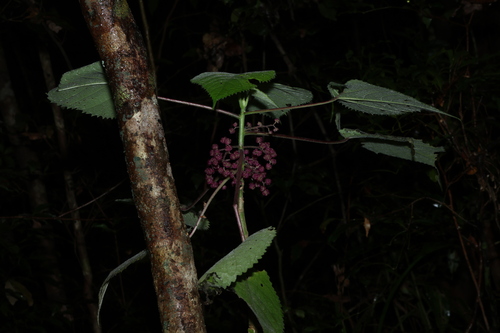 Gympie Stinging Tree (Dendrocnide moroides)