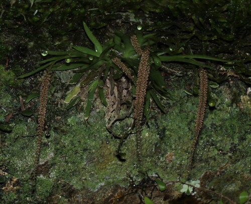 Norfolk Island Oberonia (Oberonia titania)