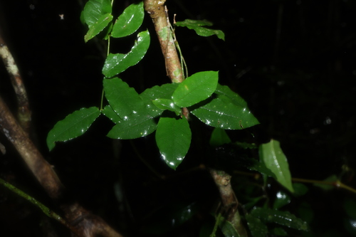 Crisped Silkpod (Parsonsia lilacina)