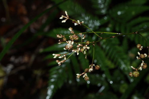 stilt lily (Romnalda strobilacea)