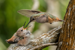 Allen's Hummingbird photo 4