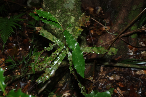 Queensland Macadamia (Macadamia ternifolia)