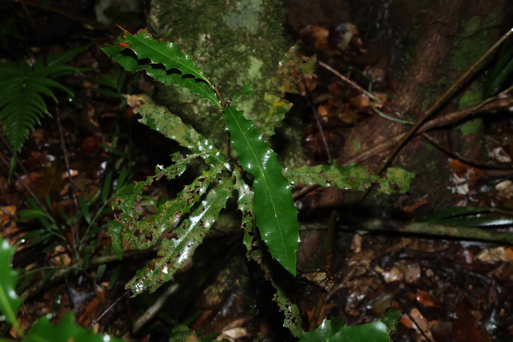 Queensland Macadamia (Macadamia ternifolia)