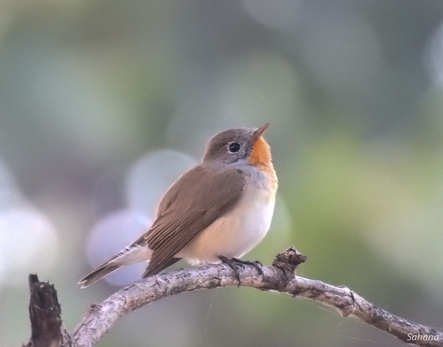 Taiga Flycatcher