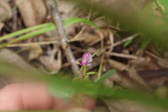 Grona heterocarpos, photograph (c) Greg Tasney, some rights reserved (CC BY-SA)