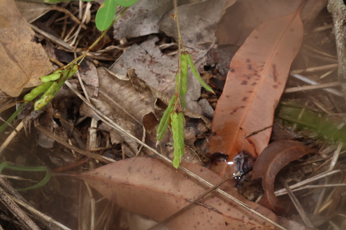 Asian ticktrefoil (Grona heterocarpos)