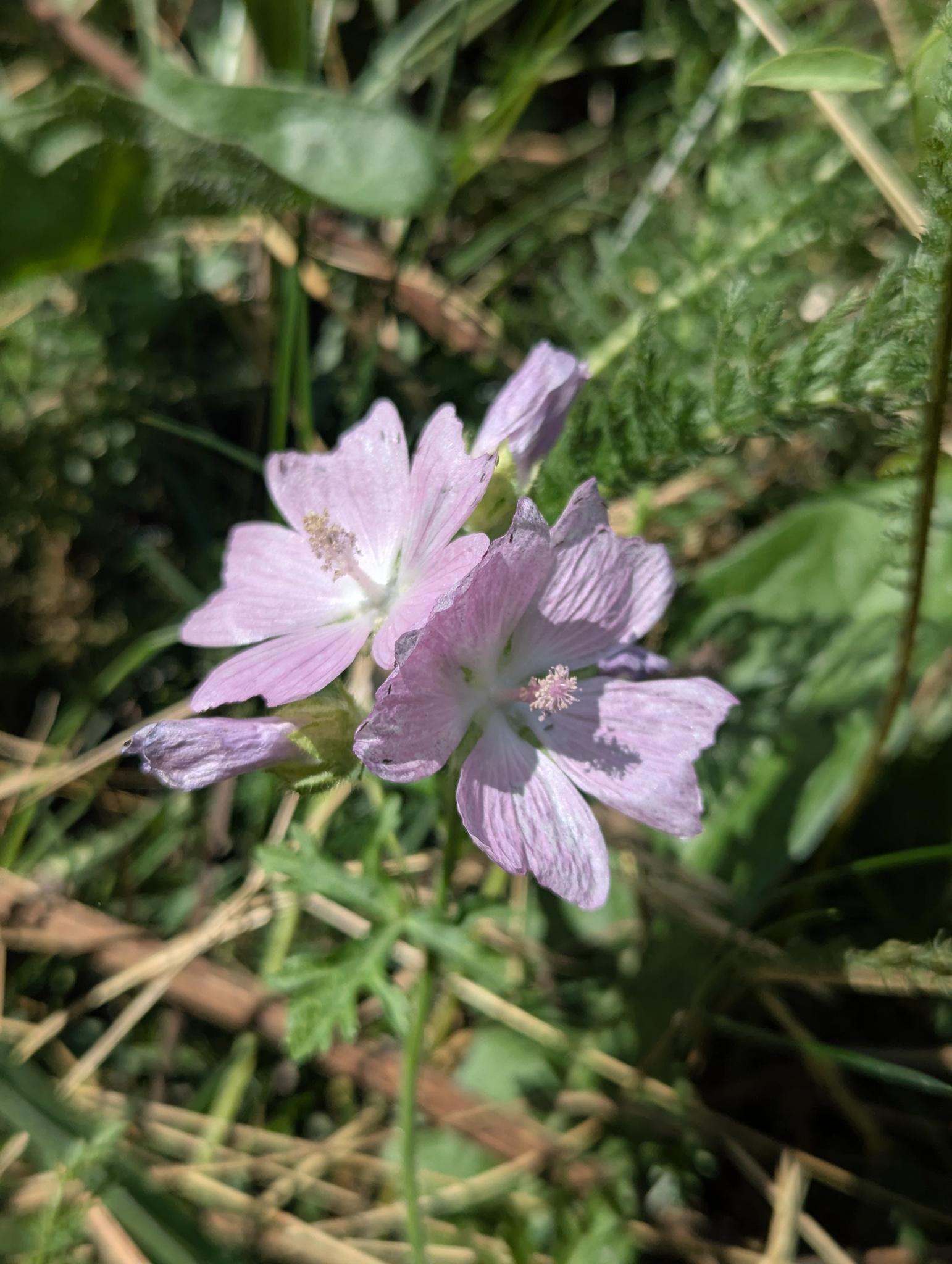 Musk Mallow (Malva moschata)