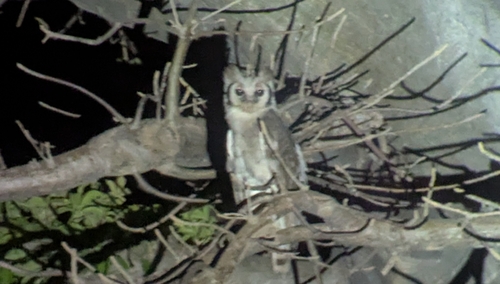 Verreaux's Eagle-Owl