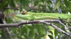 Anolis noblei