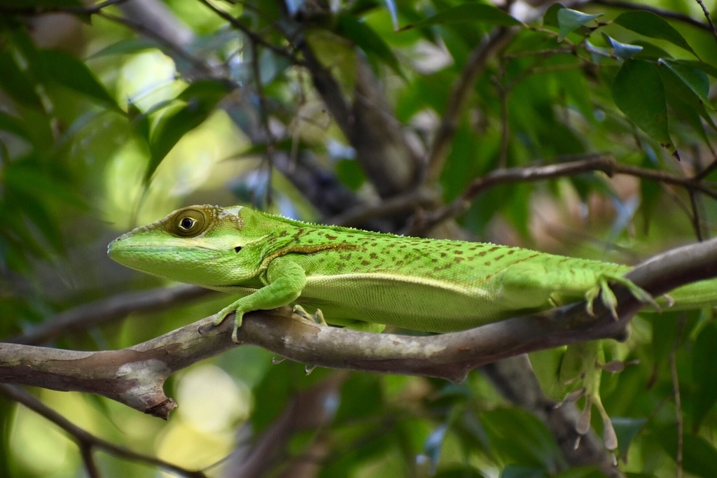 Holguin Anole